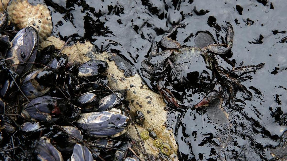 California mussels and a crab are covered in oil at Refugio State Beach, north of Goleta. The 2015 spill underscored the need for strong safeguards on water quality.