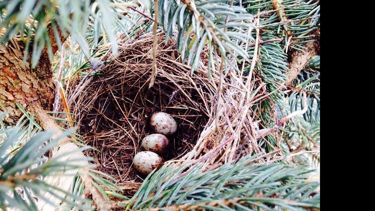
A nest of cow bird eggs are just starting to hatch this week, watched over by the staff at True Value Hardware in Oakhurst.
