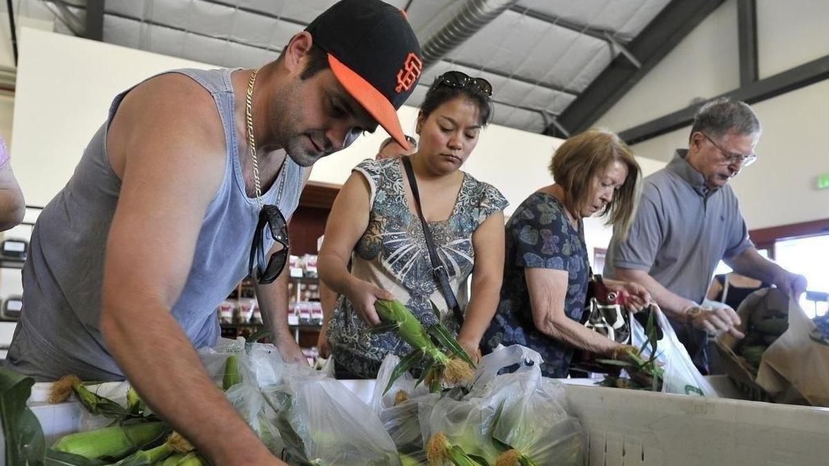 Charles Sheen, left, and other corn lovers dig into a bin to fill up on the sweet, freshly picked ears, shortly after the doors were opened at Fresno State’s Rue and Gwen Gibson Farm Market on June 8. Around 200 were lined up before the door was opened at 8 a.m.