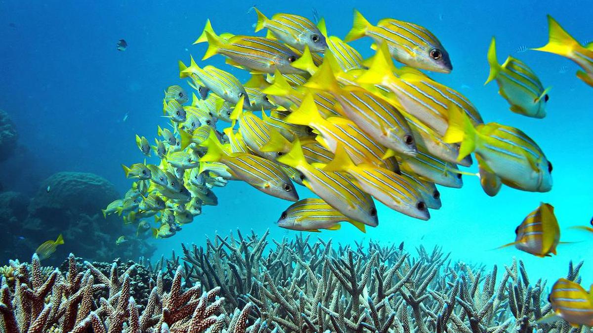 A school of fish hovers over staghorn coral on the Great Barrier Reef in Australia. Because oceans are heating so quickly, nearly all of the world's corals are projected to be dead by 2050.
