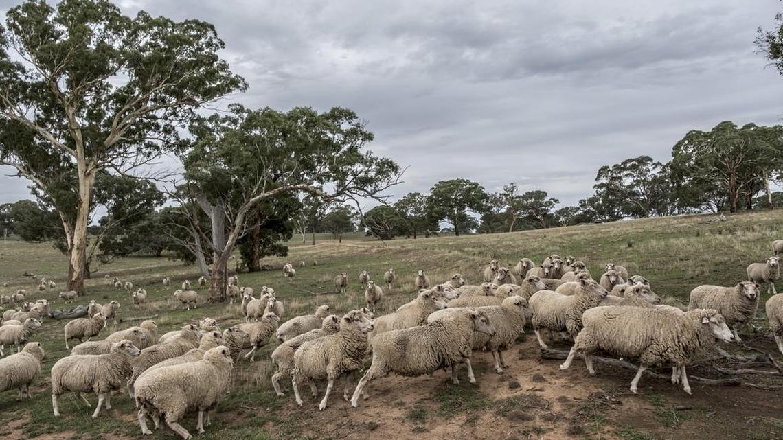 Sheep on the drought-stricken property of Guy Milson, a farmer who says he has “come around” on climate change, in Goulburn, New South Wales, Australia, March 23, 2019. Climate change is ascendant as a political issue in Australia, putting pressure on the governing conservative coalition in its rural strongholds.