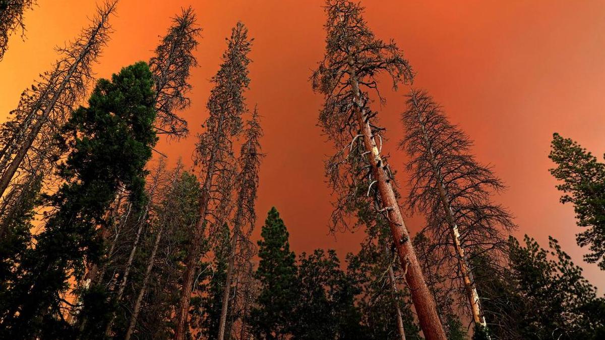 Dead and live trees and the sun behind a cloud of smoke as Yosemite National Park was closed due to the Ferguson fire in August.