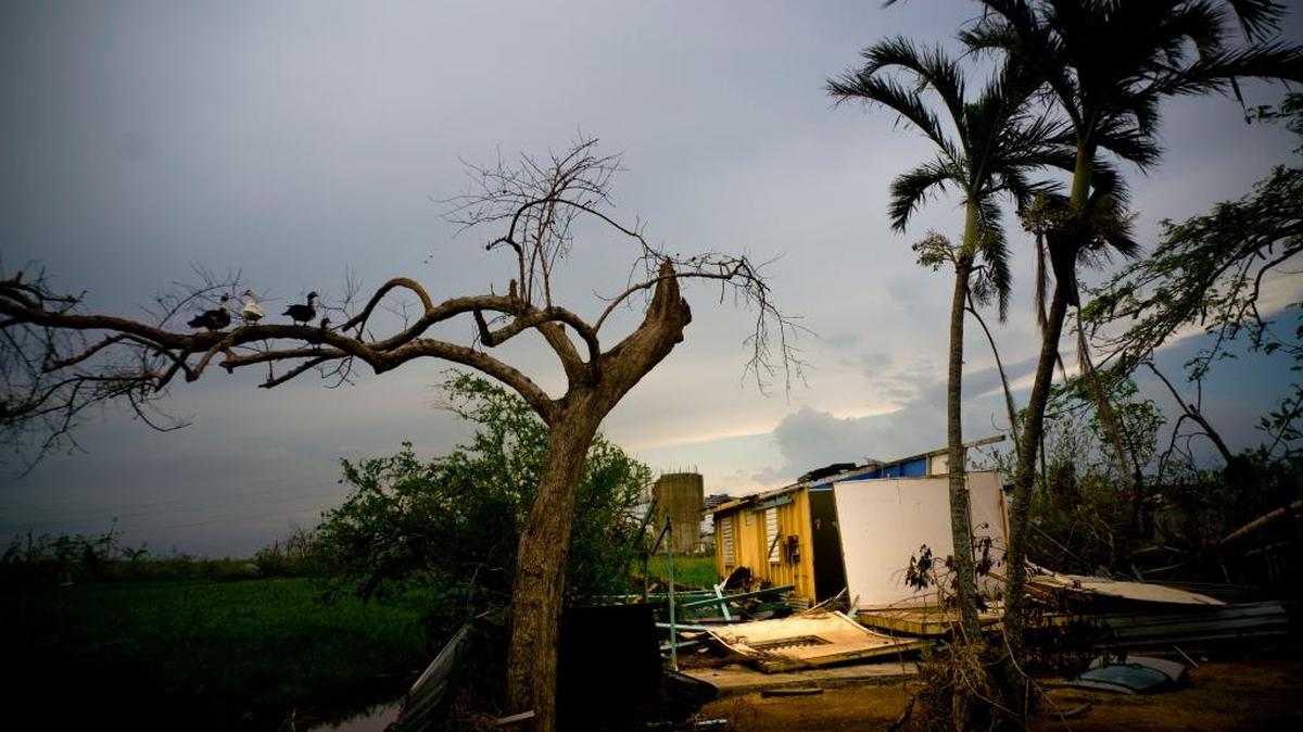 Ducks perch on the branch of a tree next to a home destroyed by Hurricane Maria in Toa Baja, Puerto Rico, Thursday. President Donald Trump lashed out at hurricane-devastated Puerto Rico on Thursday, insisting in tweets that the federal government “can’t keep sending help forever” and suggesting the U.S. territory was to blame for its financial struggles.