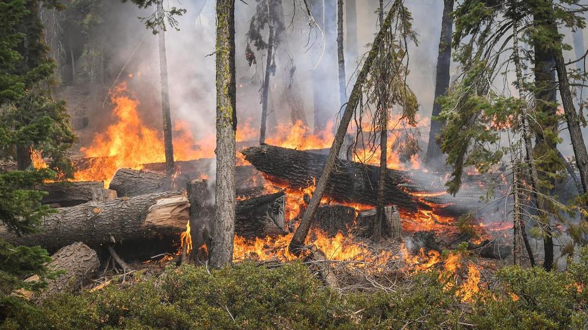 The Creek Fire burns downed logs in the forest off of Highway 168 south of Huntington Lake on Sunday, Sept. 13, 2020. The Creek Fire has now burned over 200,000 acres.