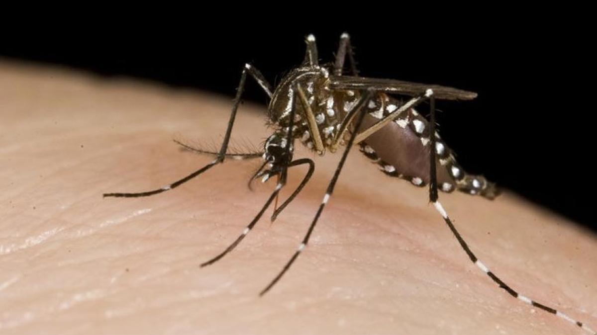 Reducing global warming can help lessen the extent of pests like mosquitoes.