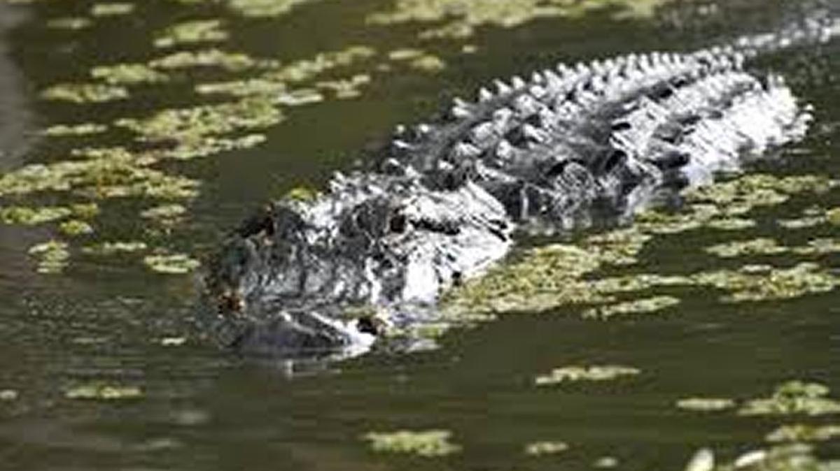 Trump isn’t draining the swamp but stocking it with his own alligators, writes Steve Holtcamp of Fresno.