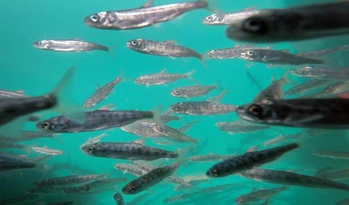 Tagged juvenile spring run chinook salmon swim in a tank at the Salmon Incubation and Rearing Facility near Friant Dam on Thursday. Tagging helps biologists monitor spring run chinook salmon numbers, which is part of the San Joaquin River Restoration Program.