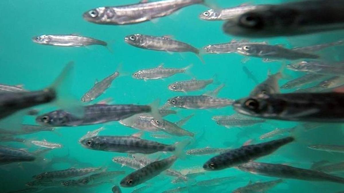 Tagged juvenile spring run chinook salmon swim in a tank at the Salmon Incubation and Rearing Facility near Friant Dam on Thursday. Tagging helps biologists monitor spring run chinook salmon numbers, which is part of the San Joaquin River Restoration Program.