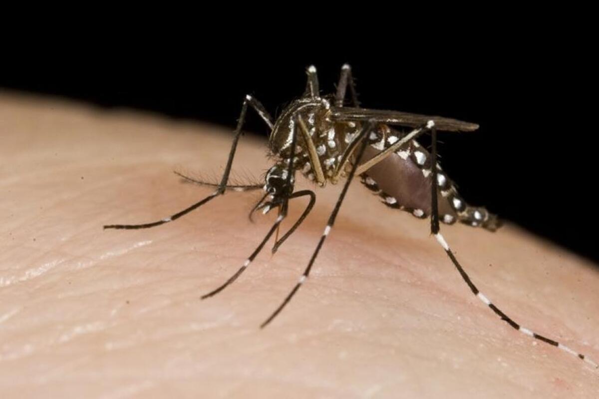 A black and white striped female Aedes aegypti mosquito.