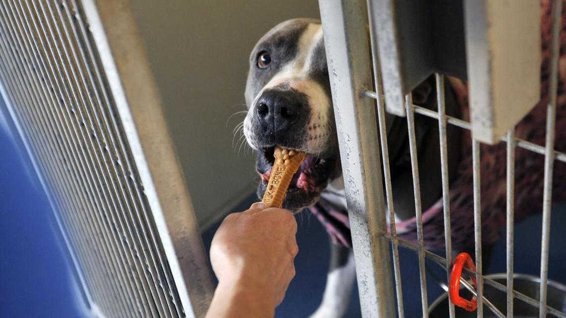 A dog at Fresno Humane Animal Services receives a treat in this 2016 photo.