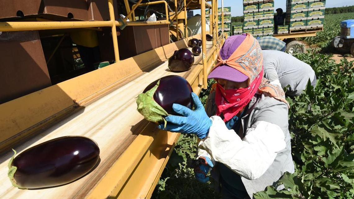 California farmworkers to get new masks under bill on Newsom’s desk. Do they want them?