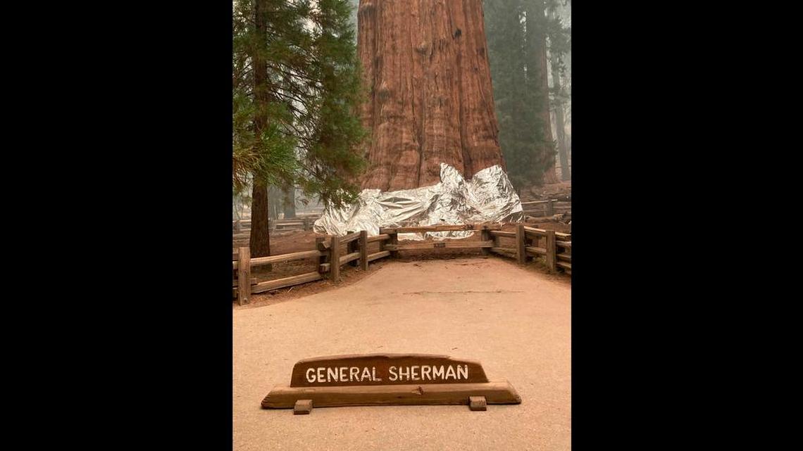 This photo provided by the Southern Area Blue Incident Management Team on Thursday, Sept. 17, 2021, shows the giant sequoia known as the General Sherman Tree with its base wrapped in a fire-resistant blanket to protect it from the intense heat of approaching wildfires at Sequoia National Forest in California.