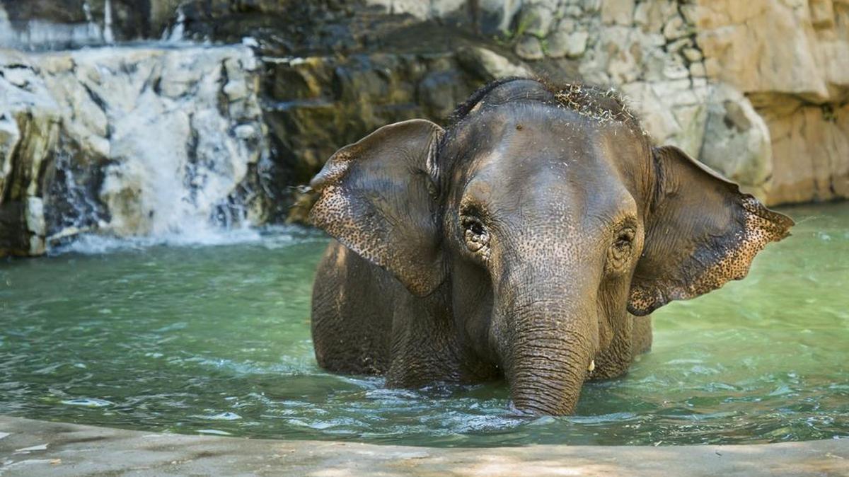 Shaunzi, the Chaffee Zoo’s last Asian elephant, has moved to her retirement home in San Diego, where she will have roommates.