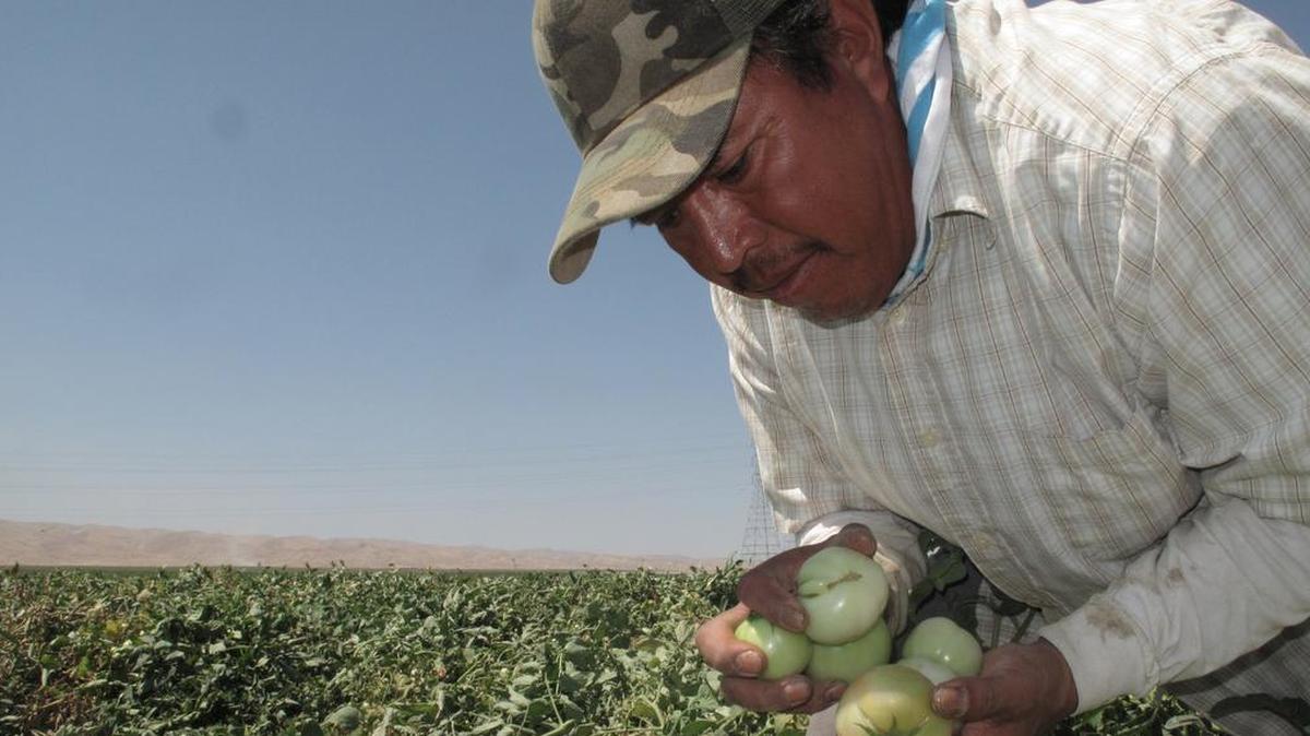 Farmworker Florentino Reyes picks tomatoes at a field near Mendota. Farmworkers such as Florentino are badly needed by California farmers, but the immigration stalemate in Washington, D.C. has helped create labor shortages.