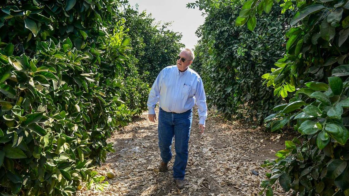 Porterville farmer John Corkins checks on his grapefruit orchard, which is drip irrigated with about 60 percent coming from groundwater, on Tuesday, Sept. 17, 2019.