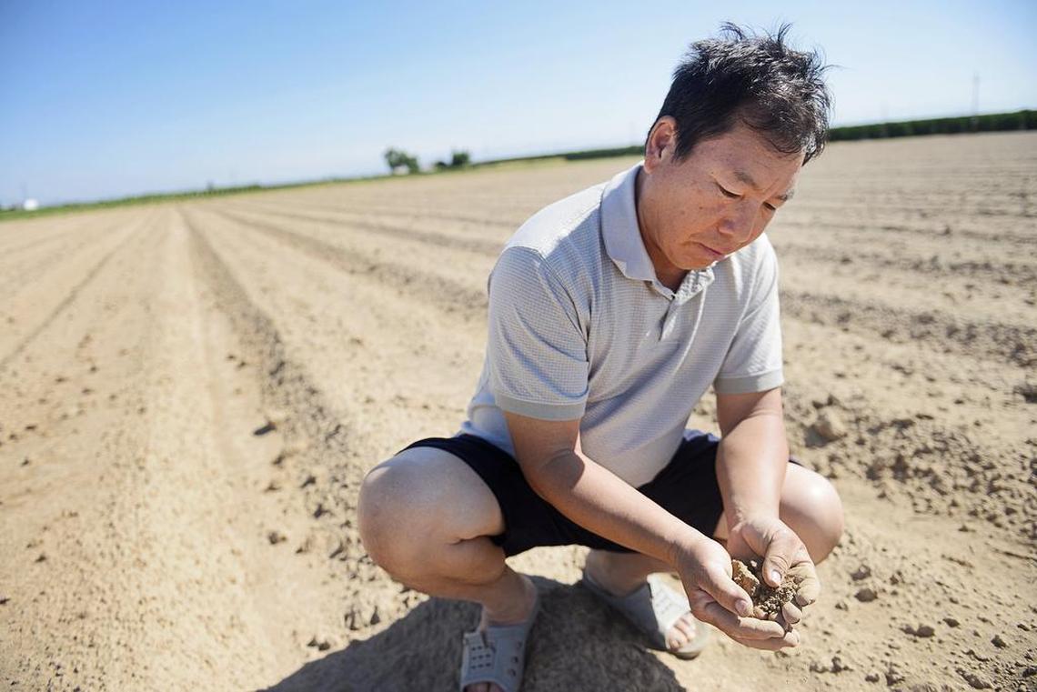 In this photo from July 2015, Cha Lee Xiong farms on 20 acres of land he owns near Sanger. His well went dry so he has had to let most of his land go fallow. He borrows water from his neighbor’s well to plant vegetables on eight acres but is limited to watering at certain times so his yield is less that half. “This is my sole income. I have to do whatever it takes to feed my family,” Xiong says.