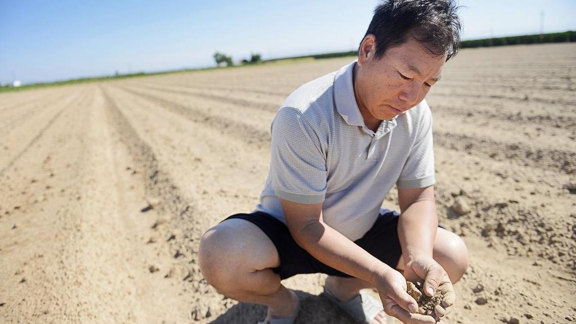 Cha Lee Xiong farms on 20 acres of land he owns near Sanger. His well went dry in the last drought, so he had to let most of his land go fallow in 2015.