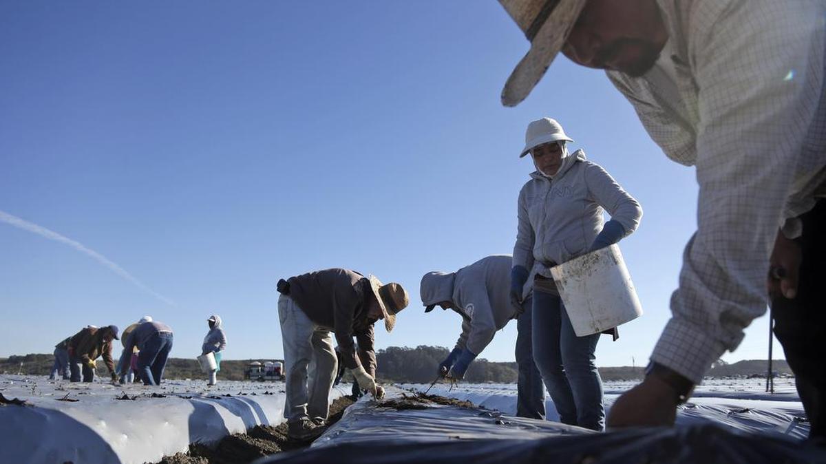 In this Nov. 19, 2014 photo, workers plant strawberries in Watsonville, Calif. The city was one of the first in California to change to district elections so Latinos could have a better chance at being elected to the city council.