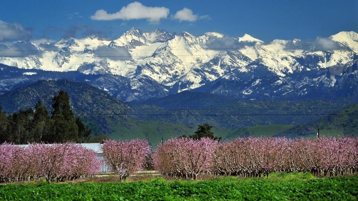 The snow-capped Sierra Nevada mountains provide a welcome backdrop for a young peach orchard coming into bloom in Dinuba in March 2017.