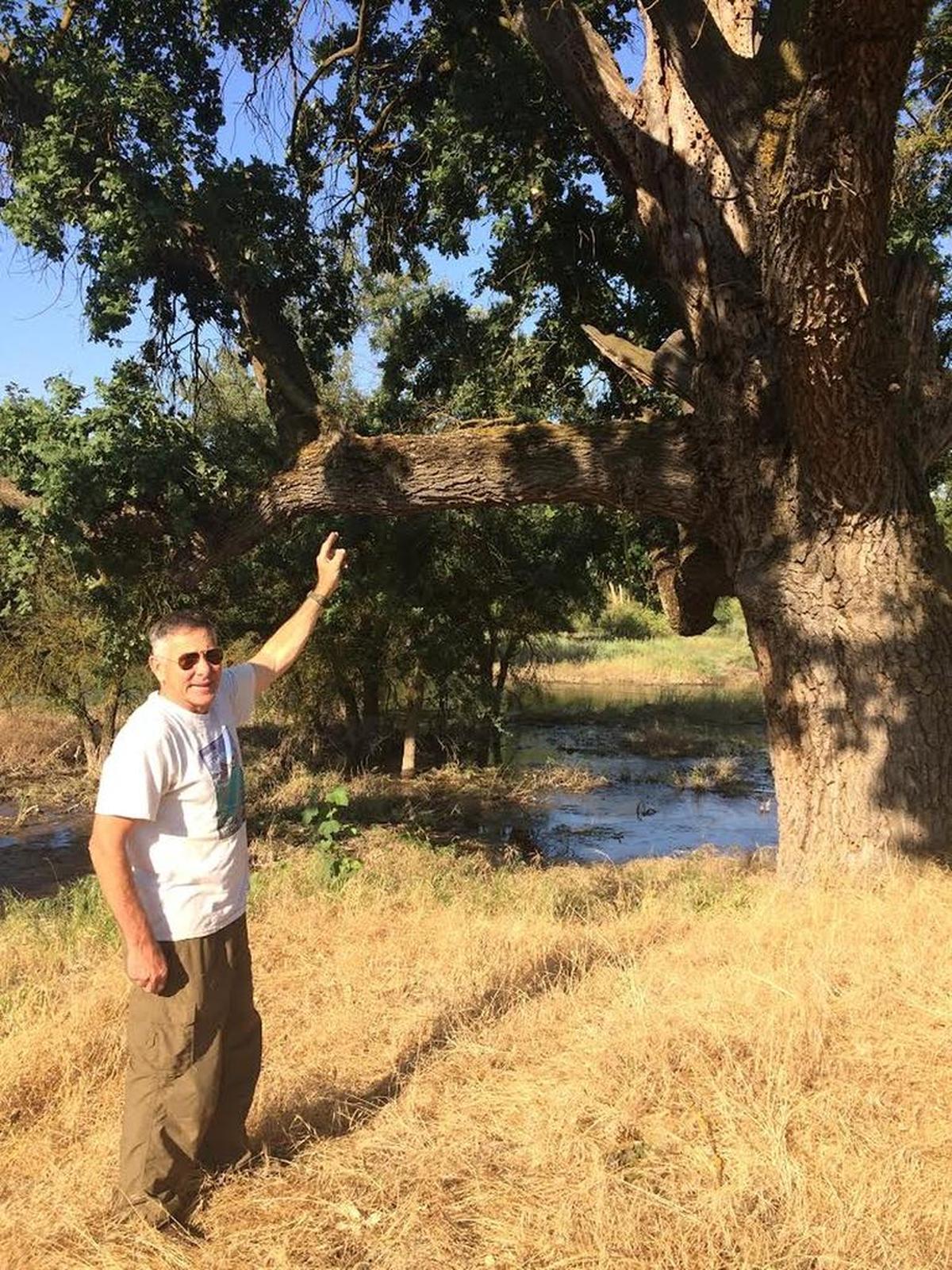 Richard Sloan, founder of RiverTree Volunteers and the Fresno Canoe and Kayak Club, points toward the branches of an oak tree where he and two friends built a three-story treehouse during the summer of 1964. The tree is located in the area known today as Sycamore Island Park.