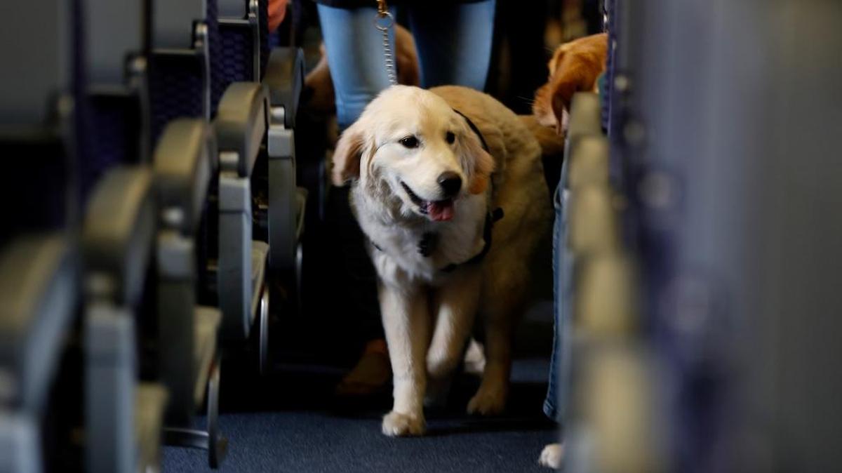 A service dog strolls through the aisle inside a United Airlines plane at Newark Liberty International Airport while taking part in a training exercise, in Newark, N.J. Delta Air Lines says for safety reasons it will require owners of service and support animals to provide more information before their animal can fly in the passenger cabin, including an assurance that it's trained to behave itself.