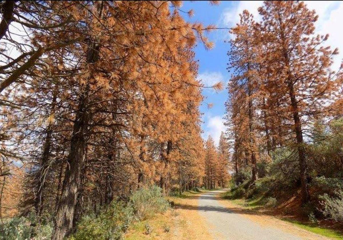 Dead trees, killed by the drought, line a mountain road in the Sequoia National Forest in this photo from November 2016.