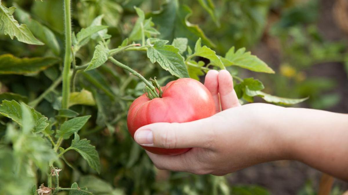 Tomatoes were among the crops grown by Pauline Sahakian’s father.