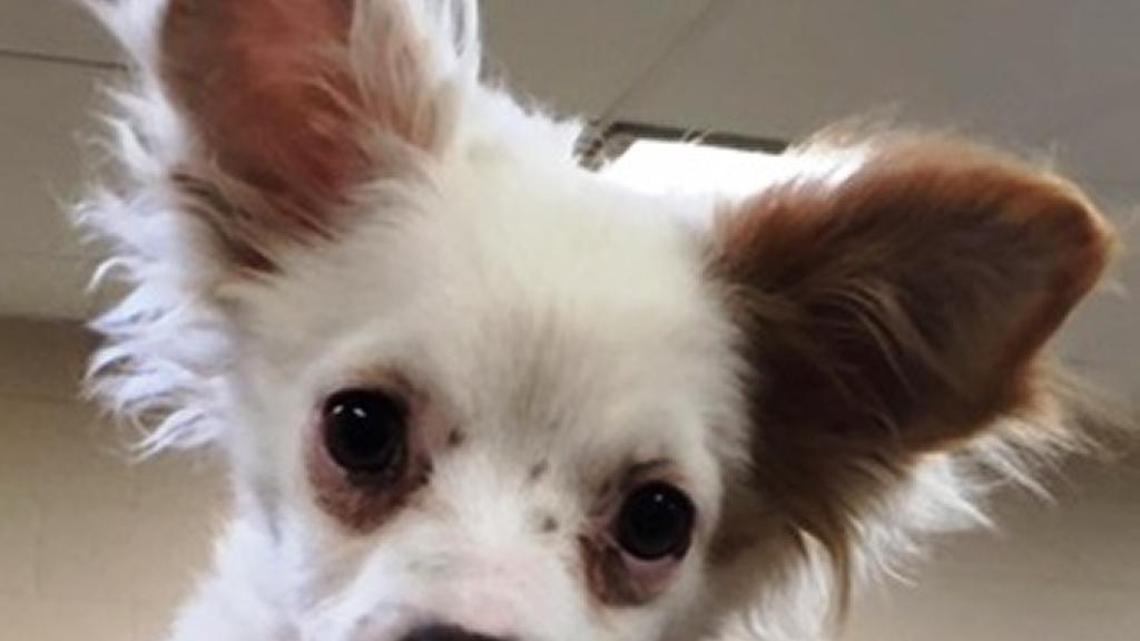 Building a no-kill animal shelter to save animals has been a dream for Valley Oak SPCA for many years.