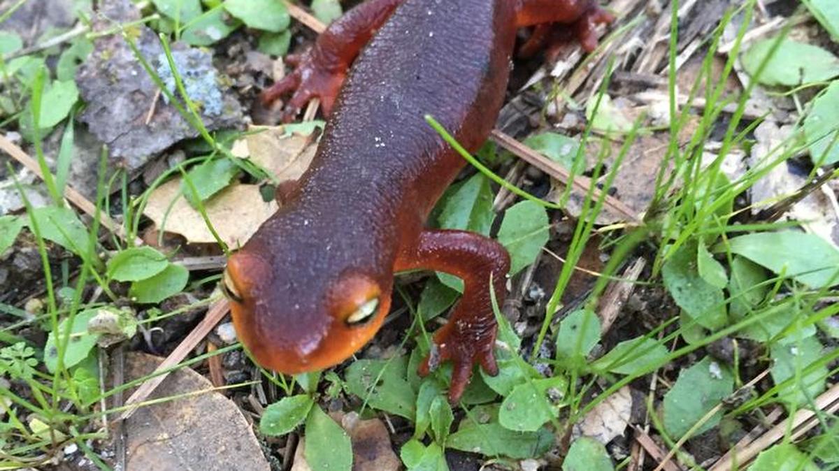 Beth Linder Carr is documenting the friendly newts she encounters walking to school every day.