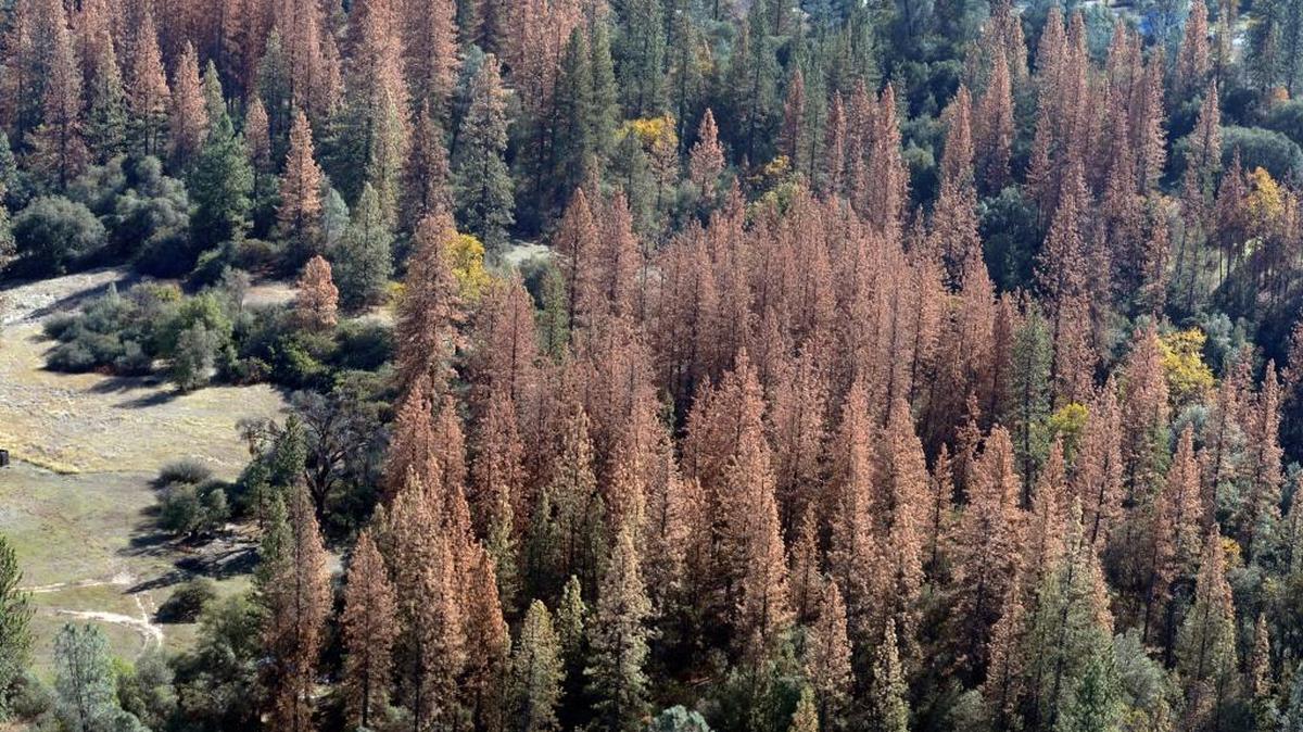 Stands of dead and dying trees are seen in a valley in the Sierra Nevada mountains from a helicopter tour Tuesday, Dec. 1, 2015. Mostly ponderosa and sugar pine trees are dying off in large numbers throughout the Sierra Nevada due to a bark beetle infestation brought about by four years of extreme drought in California.