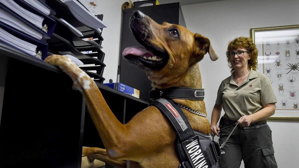 Sally, a former rescue dog, puts her nose to work sniffing out a vial with bedbugs hidden in an office space at Canine Detection Services, with president Lisa Finke, Thursday Sept. 6, 2018.