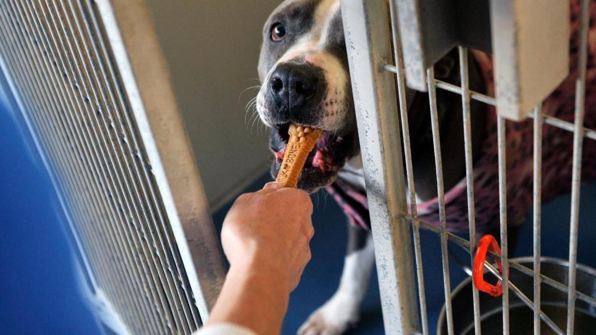 A dog at Fresno Humane Animal Services located near Teilman and Nielsen avenues receives a treat in this 2016 photo. Fresno County will spend $3 million to build a new shelter.