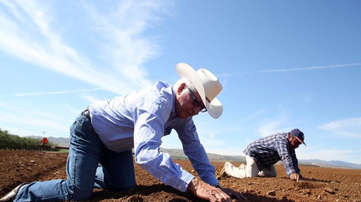 Joe Del Bosque looks over crops in one of his fields on the Del Bosque Ranch in Firebaugh on April 10, 2014.