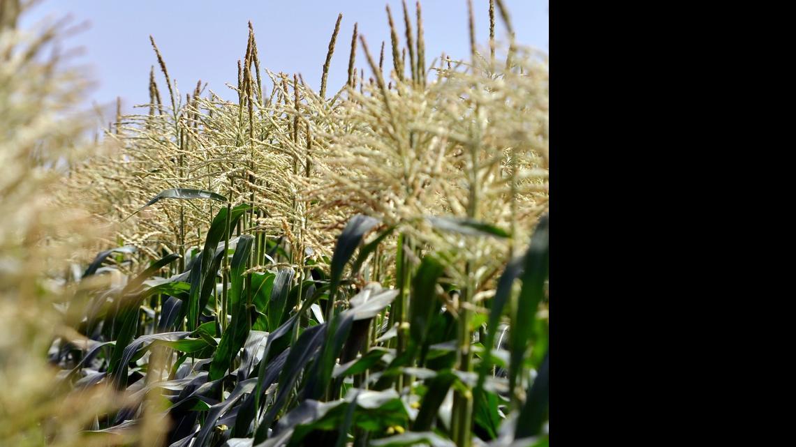 
Fresno State has fallowed 130 acres on its farm and is reducing water irrigation by 25% this year because of the drought. However, there is plenty of corn. Its popular sweet corn goes on sale today at 8 a.m. at the Rue and Gwen Gibson Farm Market on campus.
