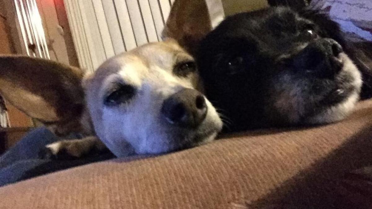 Molly and Carter Dockter were rescued by Noah’s Friends.