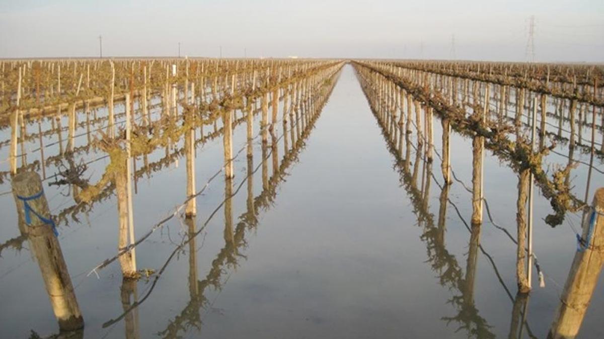 In the high-water year of 2011, Terranova Ranch in Fresno County tested the application of seasonal floodwater from the Kings River on wine grapes to help recharge the underlying aquifer. A significant amount of groundwater was captured without affecting crop yields.