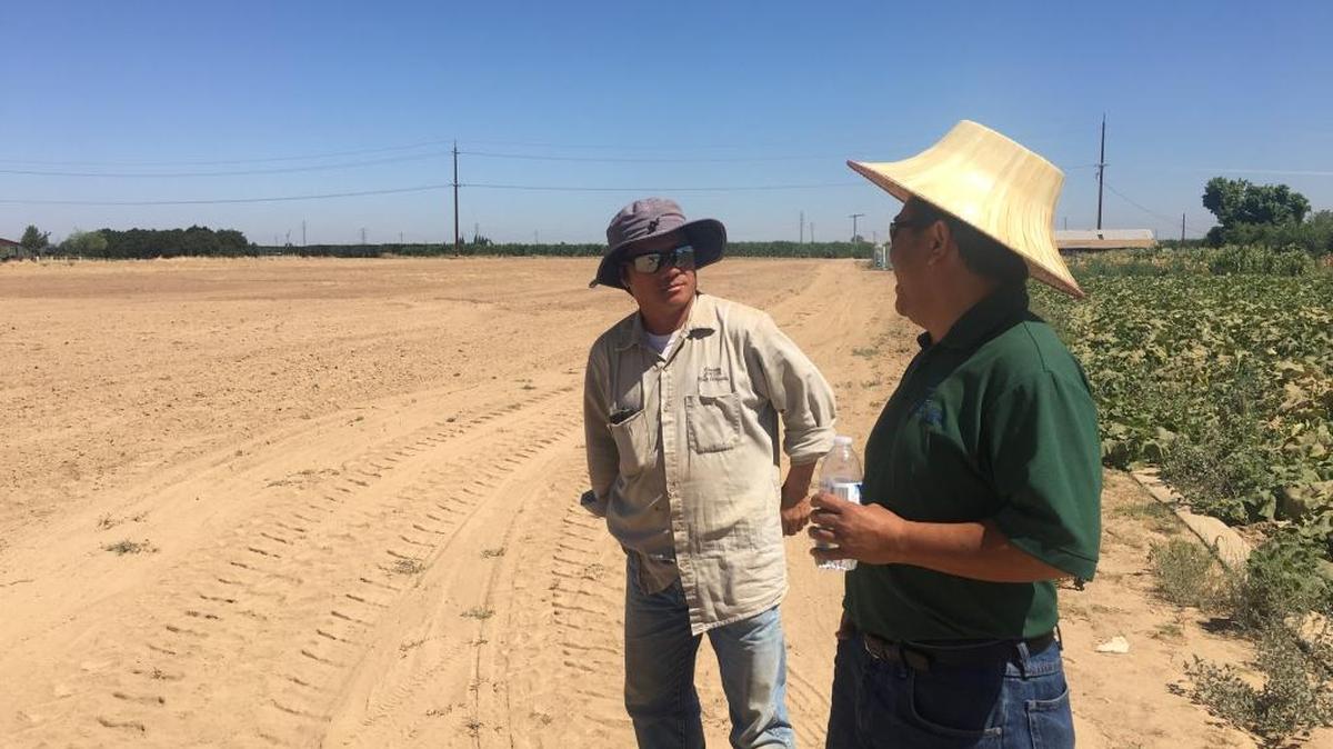 In this July 22, 2016, photo, Chongyee Xiong, left, who operates a small farm in Sanger, chats with Michael Yang of the University of California Cooperative Extension about not having enough water to sustain his plants. The two men stand at the intersection of Xiong’s fallowed land and what remains of his vegetable crop.