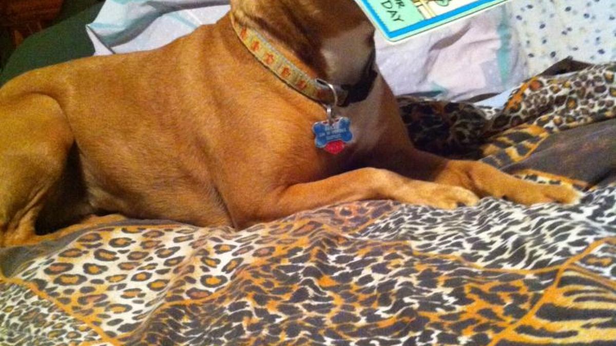 She was named Sarah for Sarah Vaughn the singer, however, she could have easily been called Yoda, for her ears or Bambi for her big brown eyes.