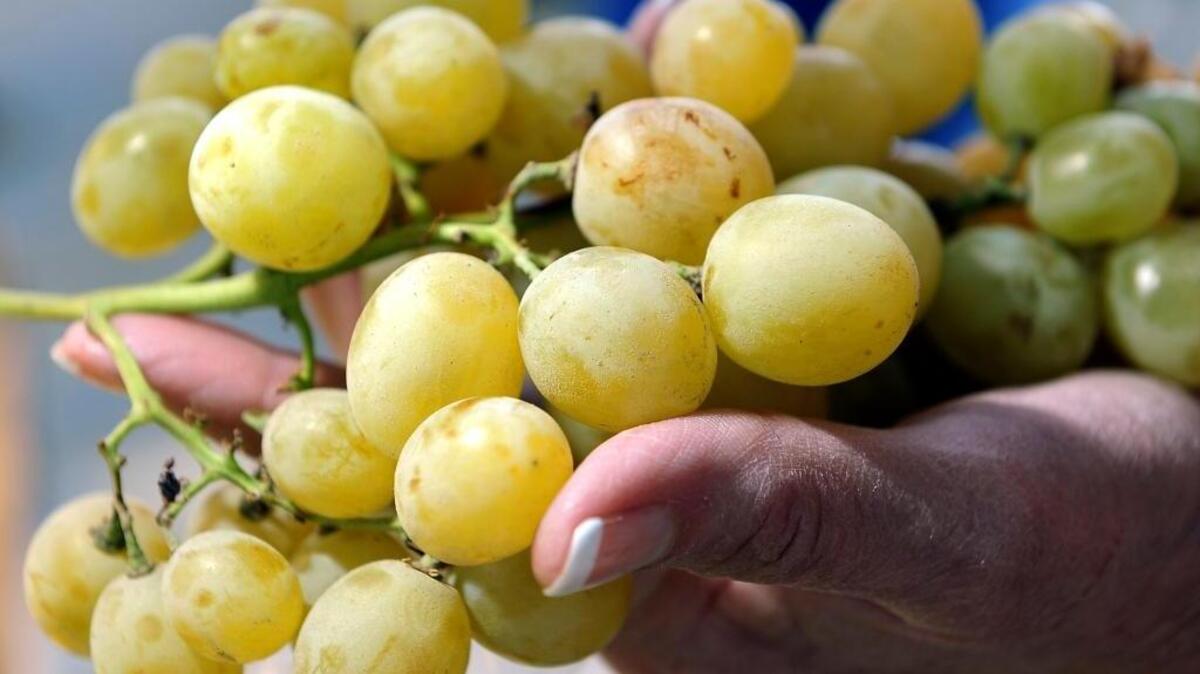 California farming groups, including the California Table Grape Commission, are coming under fire for funding animal testing.