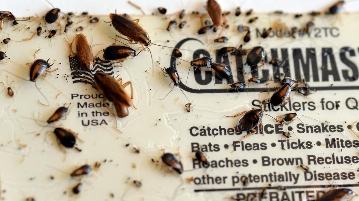 Two days’ worth of roaches on a sticky trap at Luis Decubas and Patricia Hill’s apartment as code inspectors inspect the apartment at 2061 S. Hayston Ave. in southeast Fresno on June 16, 2016. The apartment complex was featured in The Fresno Bee’s Living in Misery project in May which found the Decubas family living with a roach and mice infestation, mold and maintenance problems.