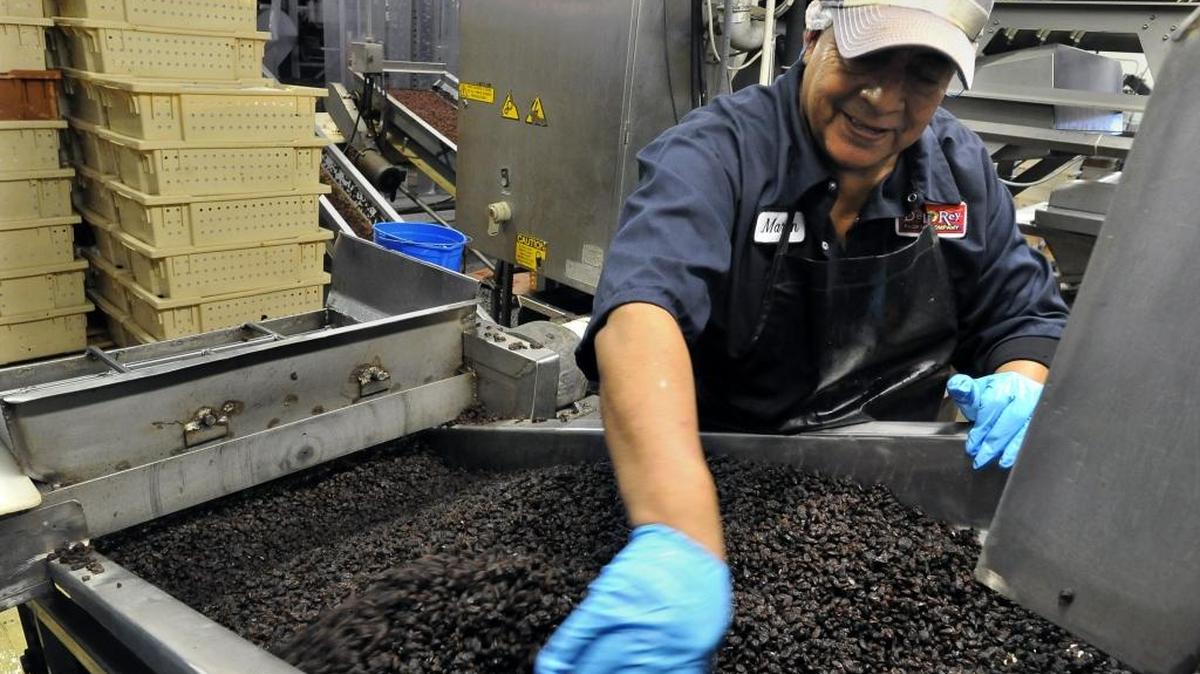 Martin Villa sends raisins on their way for processing at Del Rey Packing Co. in September.