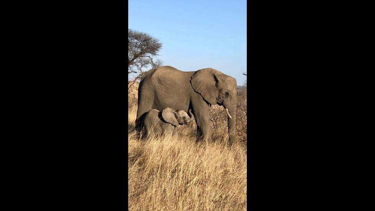 An African elephant mother with her young in South Africa.