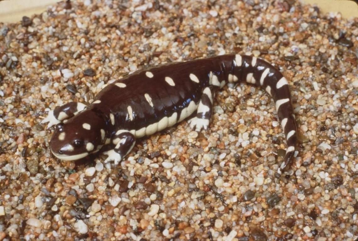 Only certain large vernal pools provide breeding habitat for the California tiger salamander.