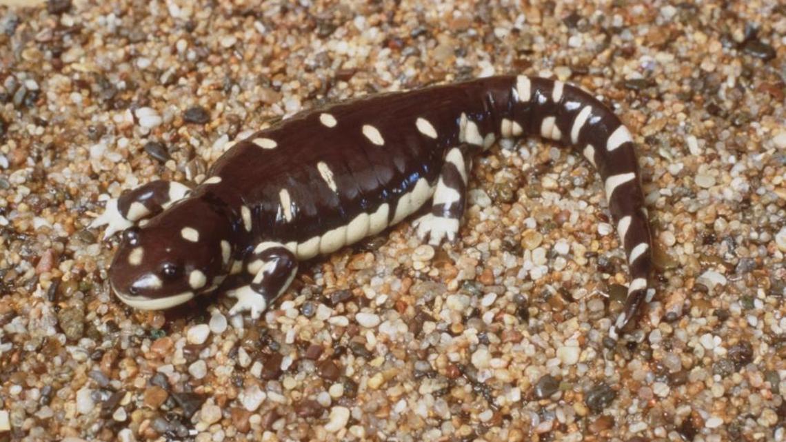 Developer planned to build on 350 acres north of Clovis. A threatened salamander changed that