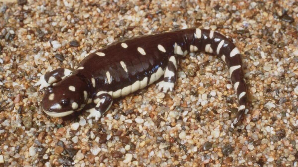 Only certain large vernal pools provide breeding habitat for the California tiger salamander.