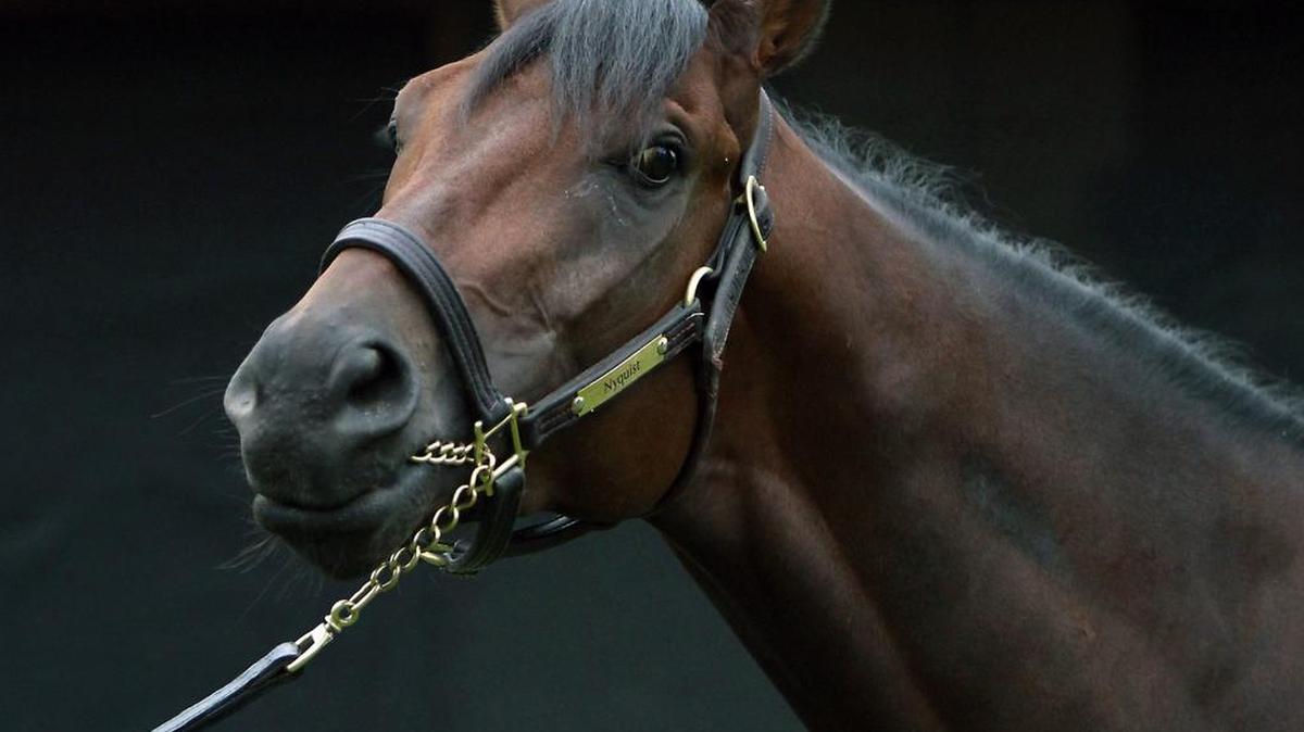 Kentucky Derby champion Nyquist enters the Preakness Stakes a perfect 8 for 8 and has come back sharp since his big score on May 7 at Churchill Downs.