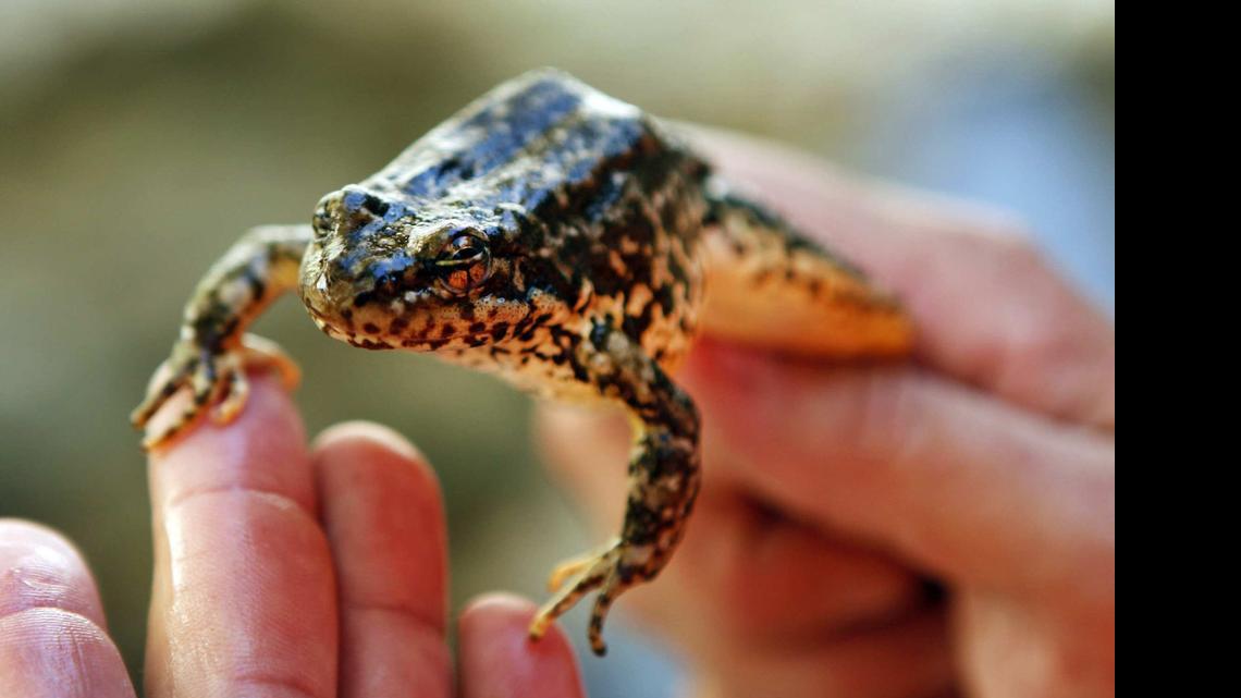 

A yellow-legged frog
