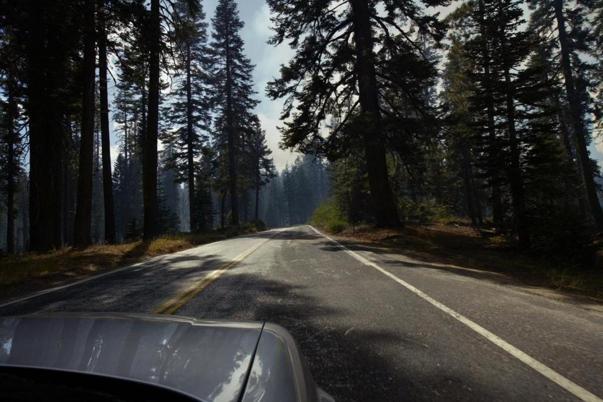 The forested drive along Tioga Pass Road between Crane Flat and the White Wolf campground.