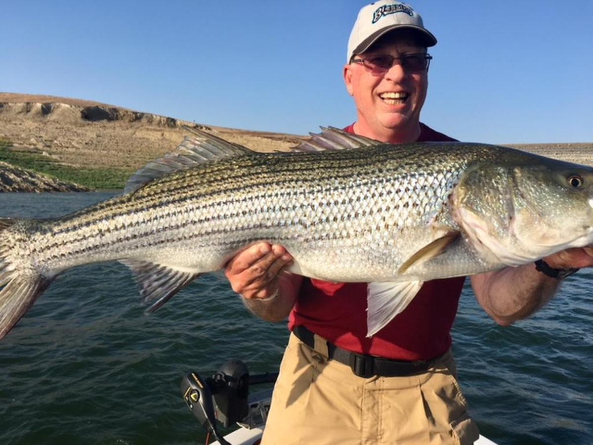 Roger George shows off a 41.5-inch, 26.5-pound striper that he caught and released Aug. 31 while guiding David and Thelma Drinnon of Fresno on a trip at San Luis Reservoir.