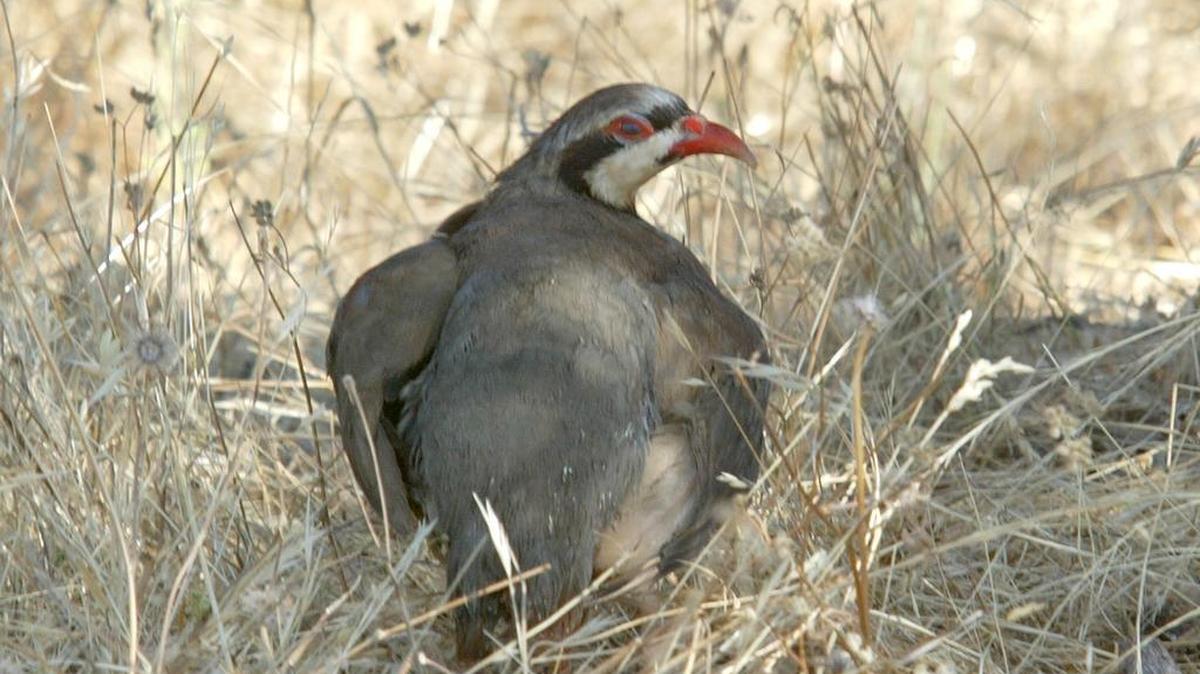 
A chukar, also known as partridge, sits in the grass near Coarsegold in this July 2010 photo. The chukar hunting season opens statewide Oct. 17 and closes Jan. 31, 2016.
